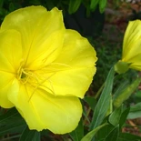 Missouri Evening Primrose