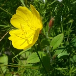 Meadow Evening Primrose