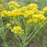 Stiff Goldenrod