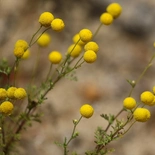 Oncosiphon piluliferum