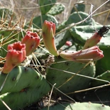 Prickly Pear Cactus