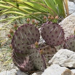Tuxedo Spine Prickly Pear