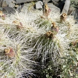 Prickly Pear
