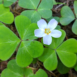 Wood Sorrel