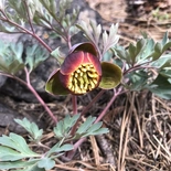 Paeonia brownii