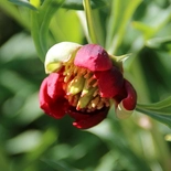 Paeonia californica