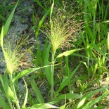 Witchgrass