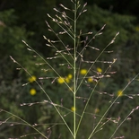 Switchgrass