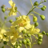 Parkinsonia florida
