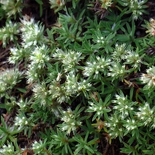 Paronychia argyrocoma