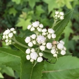 Parthenium integrifolium