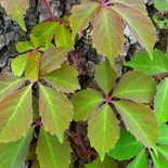 Virginia Creeper