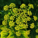 Pastinaca sativa