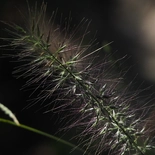 Pennisetum alopecuroides