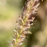 Pennisetum ciliare