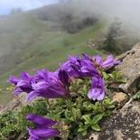 Cardwell's Cliff Penstemon