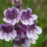 Prairie Penstemon