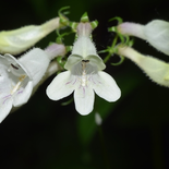 Beardtongue