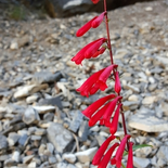 Firecracker Penstemon