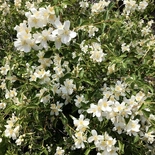 Lewis' Mock Orange