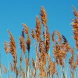Phragmites Adans.