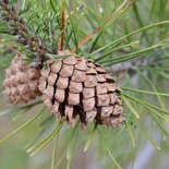 Shore Pine