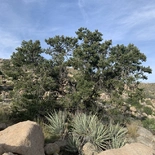 Pinus monophylla