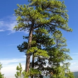 Pinus ponderosa