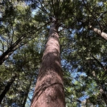 Pinus resinosa