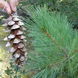 Pinus strobus