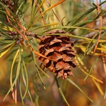 Pinus virginiana