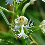 Platanthera leucophaea