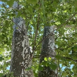 Platanus occidentalis