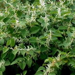 Polygonum cuspidatum