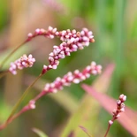 Polygonum virginianum