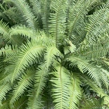 Western Sword Fern