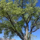 Populus fremontii