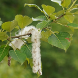 Populus L.