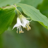Hooker's Fairy Bells