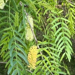 Prosopis glandulosa