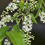 Prunus serotina