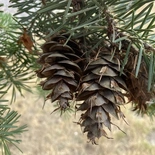 Pseudotsuga menziesii