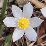 Pasqueflower