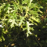 Quercus coccinea