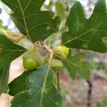 Scrub Oak