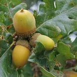 Quercus garryana