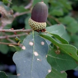 Lacey Oak