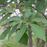 Chinkapin Oak