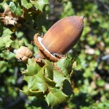Quercus palmeri