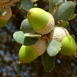 Quercus L.